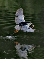 11386