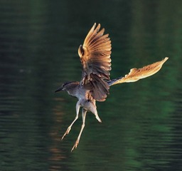 11081