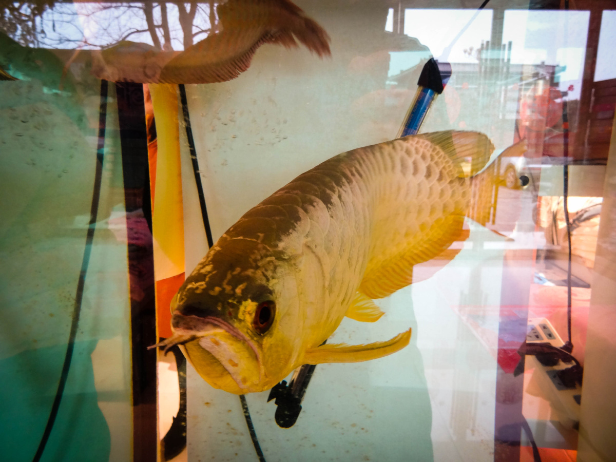 金龙银龙,逛商店偶拍