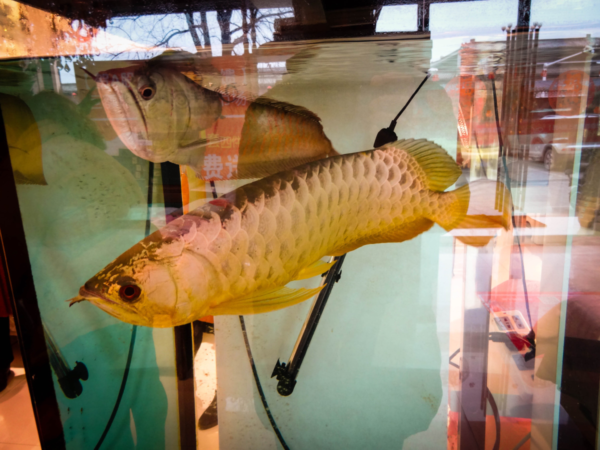 金龙银龙,逛商店偶拍