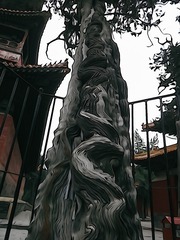 250859