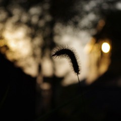 IMGP0529.jpg