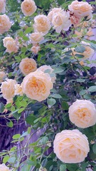 FFA3AA60-F588-49F0-935F-8004D171A955/L0/001