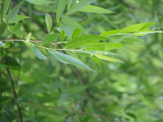 20146