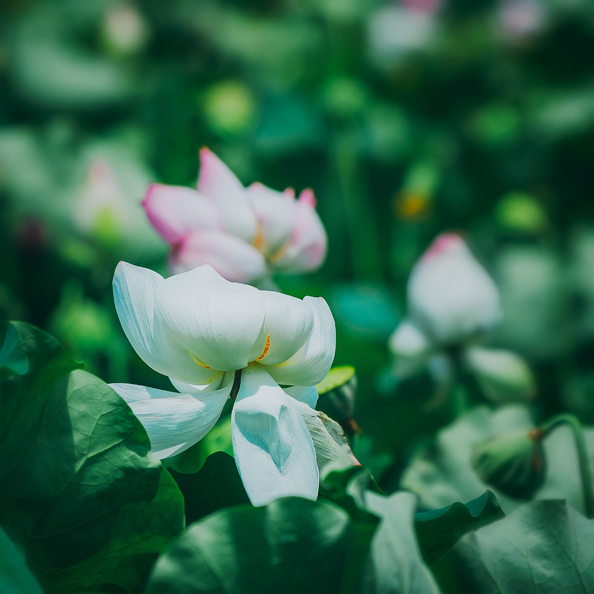 清微淡远 - 图虫