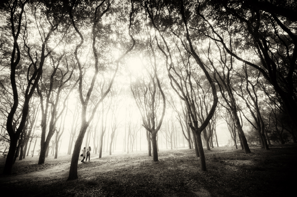 迷雾森林黑白 br />