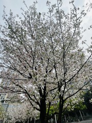 9668AE2B-8032-4B73-83B0-314A176E95B9/L0/001