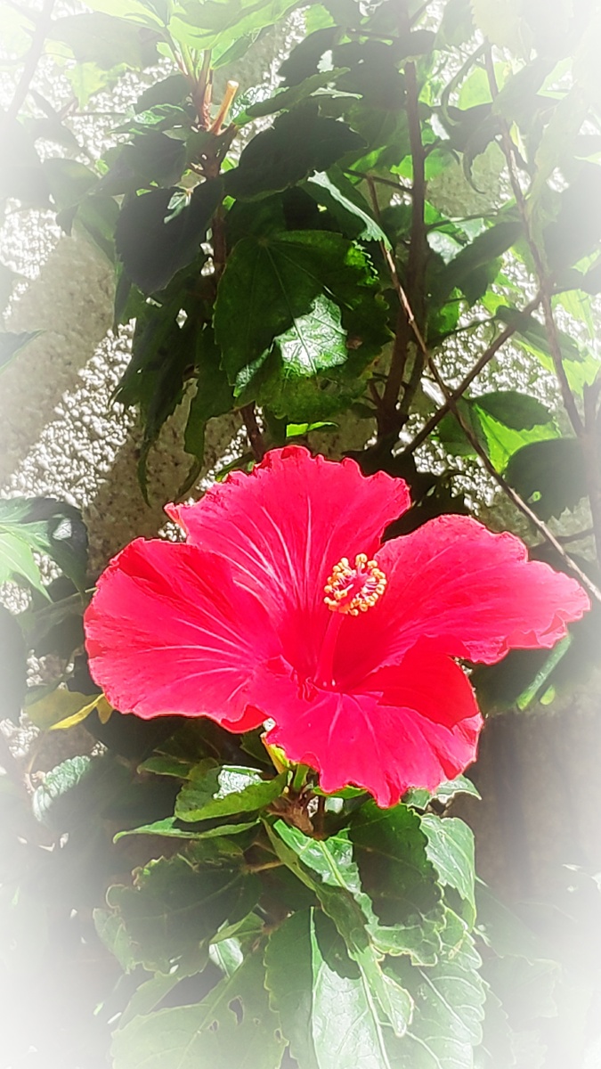 扶桑花 — 庭院和街边到处都种植着扶桑花. - 真真16897 - 图虫