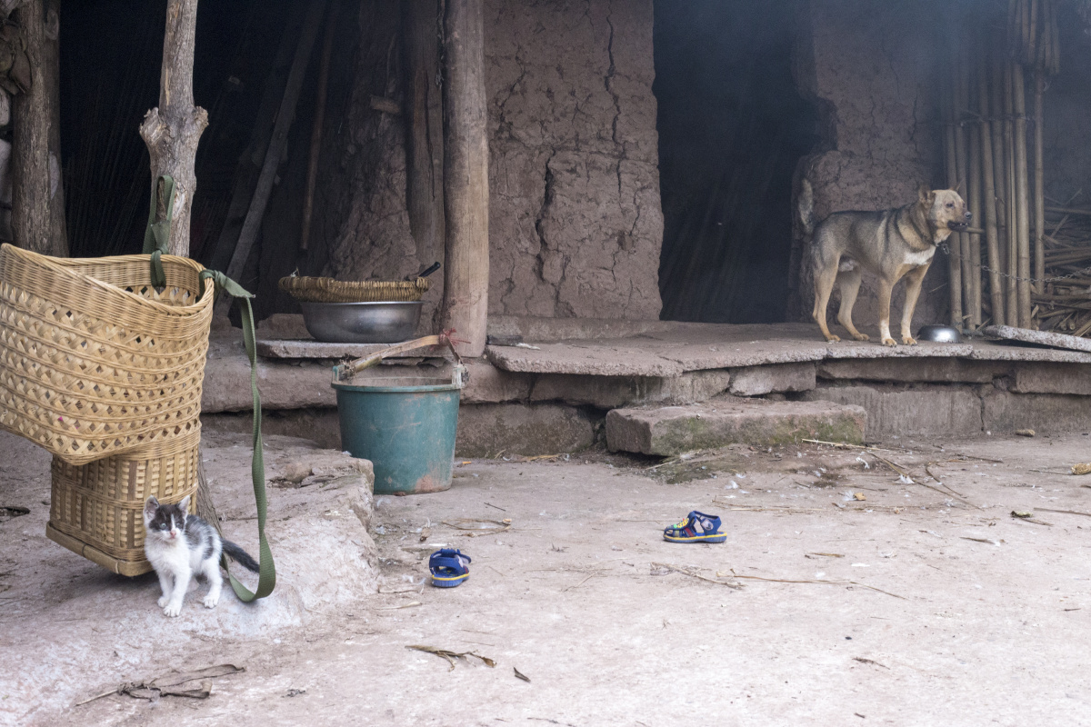 穷人低收入生存线农村儿童留守儿童土墙房没有门的房子杀鸭小猫土狗