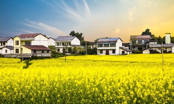 菜花花