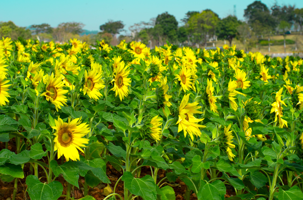 向日葵花田在深圳的冬天里我们一起到凤凰山脚下的湖边上看向日葵吧