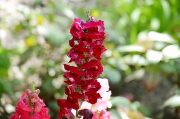 DSC_0249.jpg
