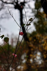 679F95C3-8B75-42D1-BDF5-C07BE8E27939/L0/001