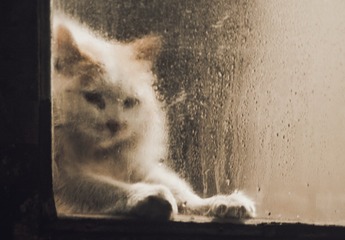 3966