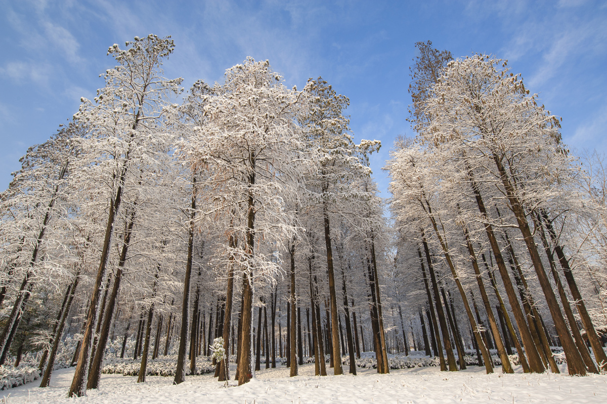 雪后的水杉林