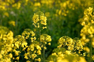 81E7E30B-A2F5-4C03-8813-B69094A4B931/L0/001