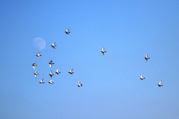 IMG_2983-1.jpg