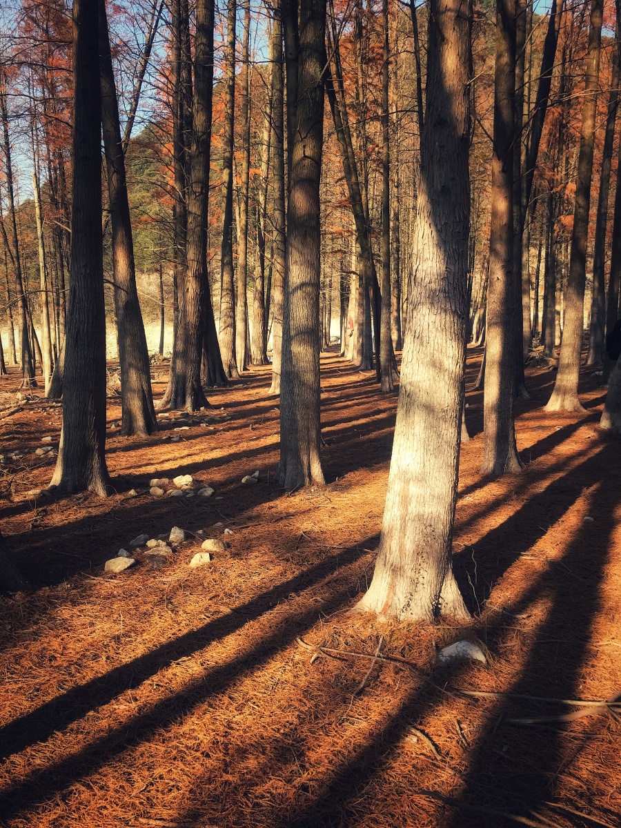 斑驳的树影偷偷告诉你阳光正好洒金的落叶静静的期待你来感受那份温暖