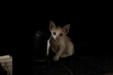 baby cat.jpg