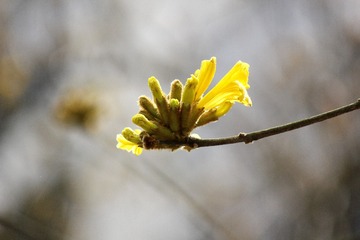 36594