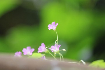55802