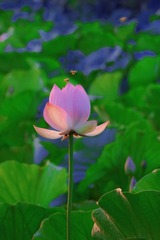 356C49D7-50DF-4014-8FD8-09F45A97ED19/L0/001