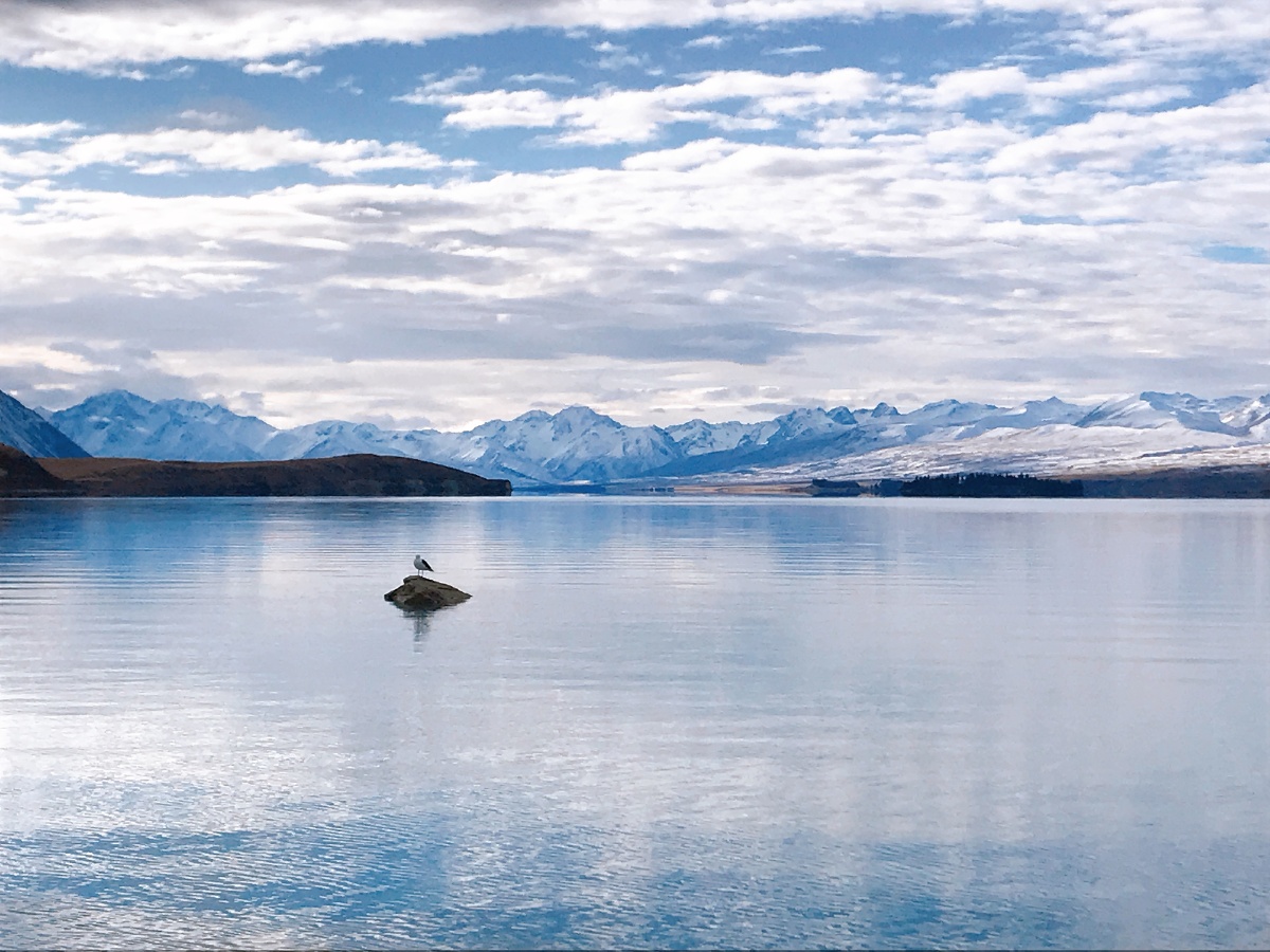 天地间有一只小小的我|新西兰·皇后镇蒂卡波湖 蒂卡波湖的特别之处还