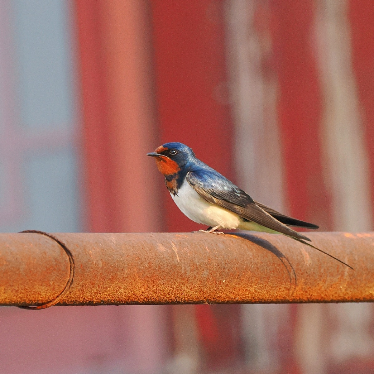 家燕是我国人民最熟知和最常