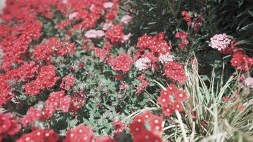 D1AAE0AF-EBA2-4BDC-88FA-2D847C7189E0/L0/001