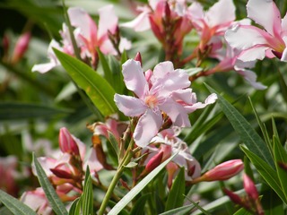 DSCF0640