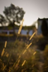 IMG_2226.jpg