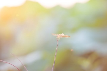 DSC_4070.jpg