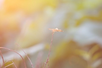 DSC_4068.jpg