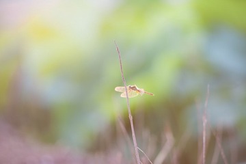 DSC_4073.jpg