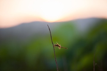 DSC_4091.jpg