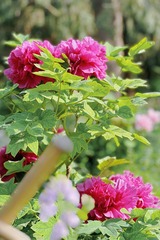 2ED3ACD4-FEAE-407F-835D-3EB86BA571B8/L0/001