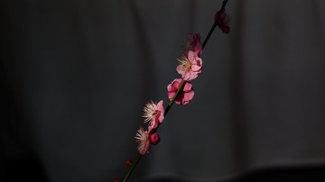 43C85E24-0444-4D13-A8FA-A206D6DEDD8F/L0/001