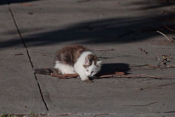IMG_2134srr.jpg