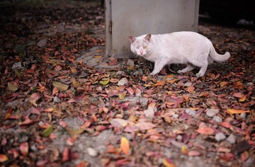 DSC_8091.jpg