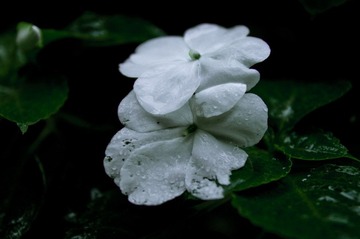 DSC_0100.jpg