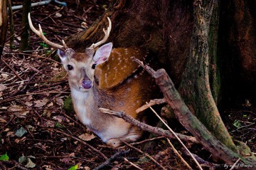 DSC_0105-2.jpg