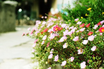 IMGP7483_