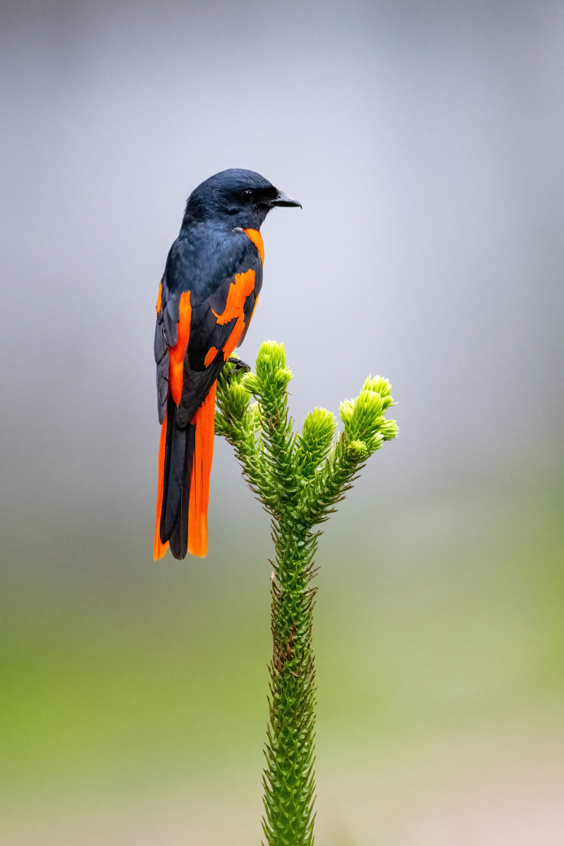 暴雨之后——赤红山椒鸟 - 摄影师真老铁 - 图虫
