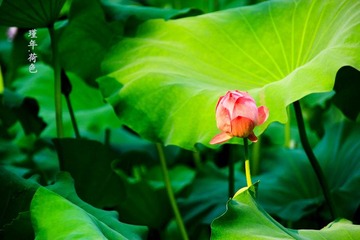 IMG_6203.jpg