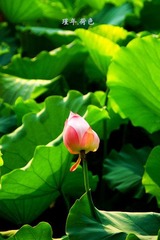 IMG_6244.jpg