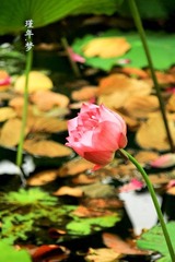 IMG_6489.jpg