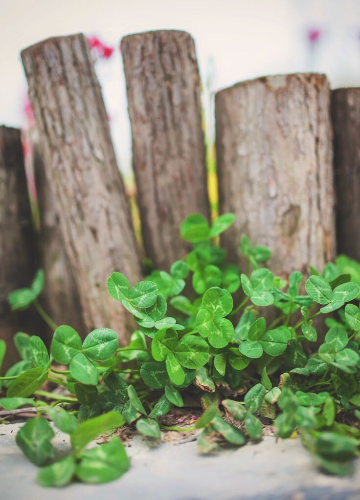 <a href="https://tuchong.com/272227/" target="_blank">@植物园</a> 