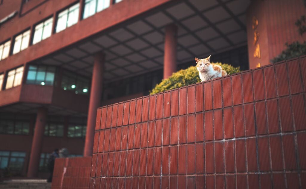 @包图 
