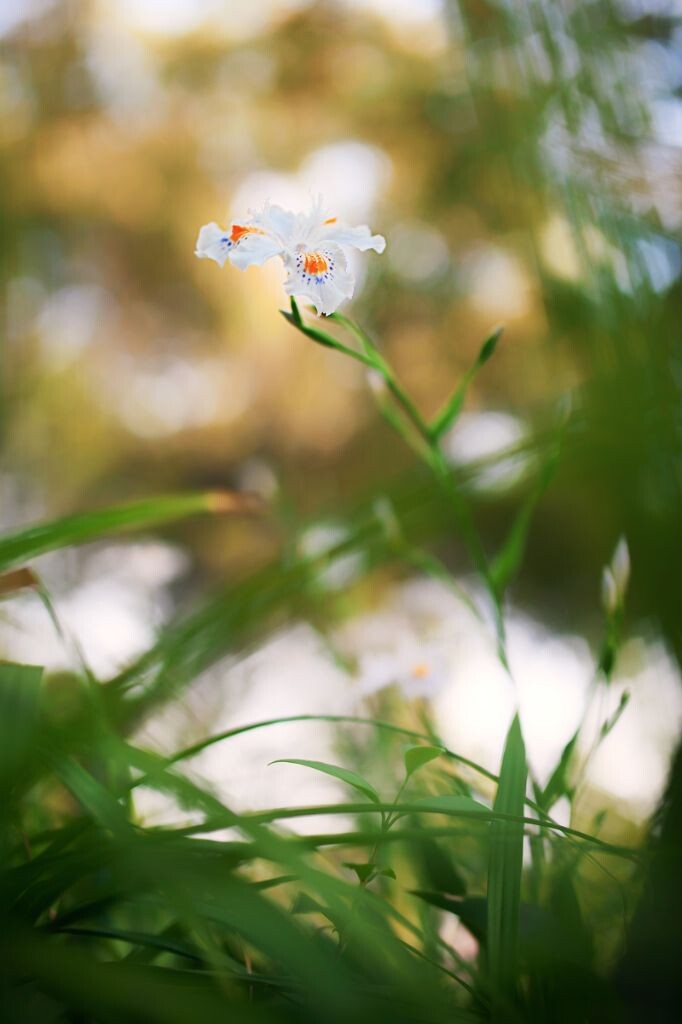 花  @植物园后