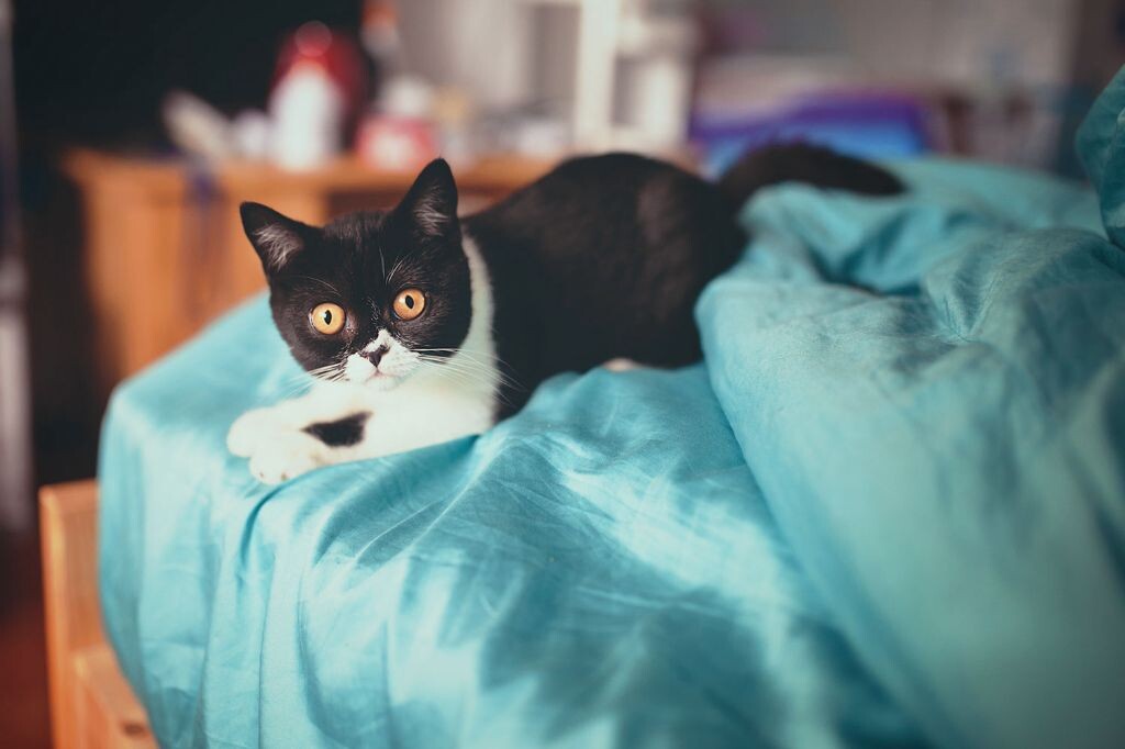 拖把